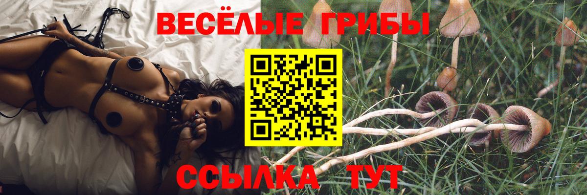 Псилоцибиновые грибы Psilocybe Советский